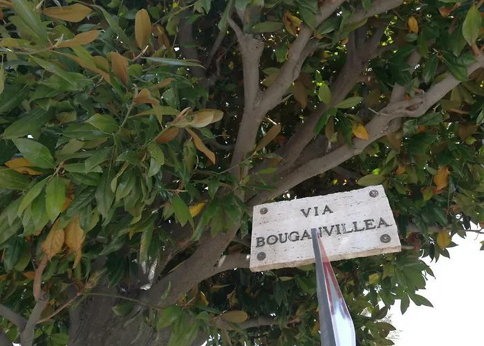 Bouganvillea - Mare E Tranquillita *