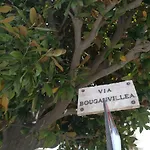 Bouganvillea *
